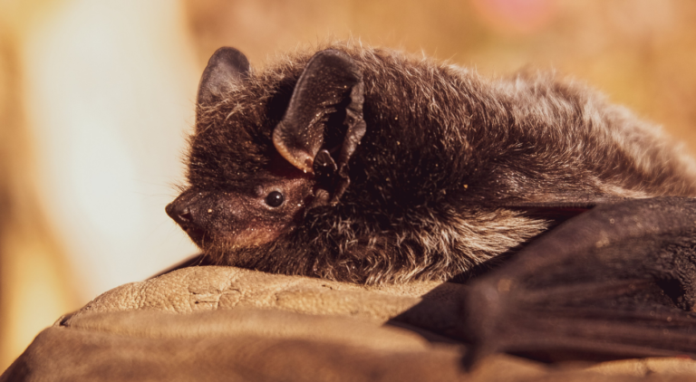 Rabies Insect Rabies in the Americas (RITA) – Rabies in the Americas (RITA)